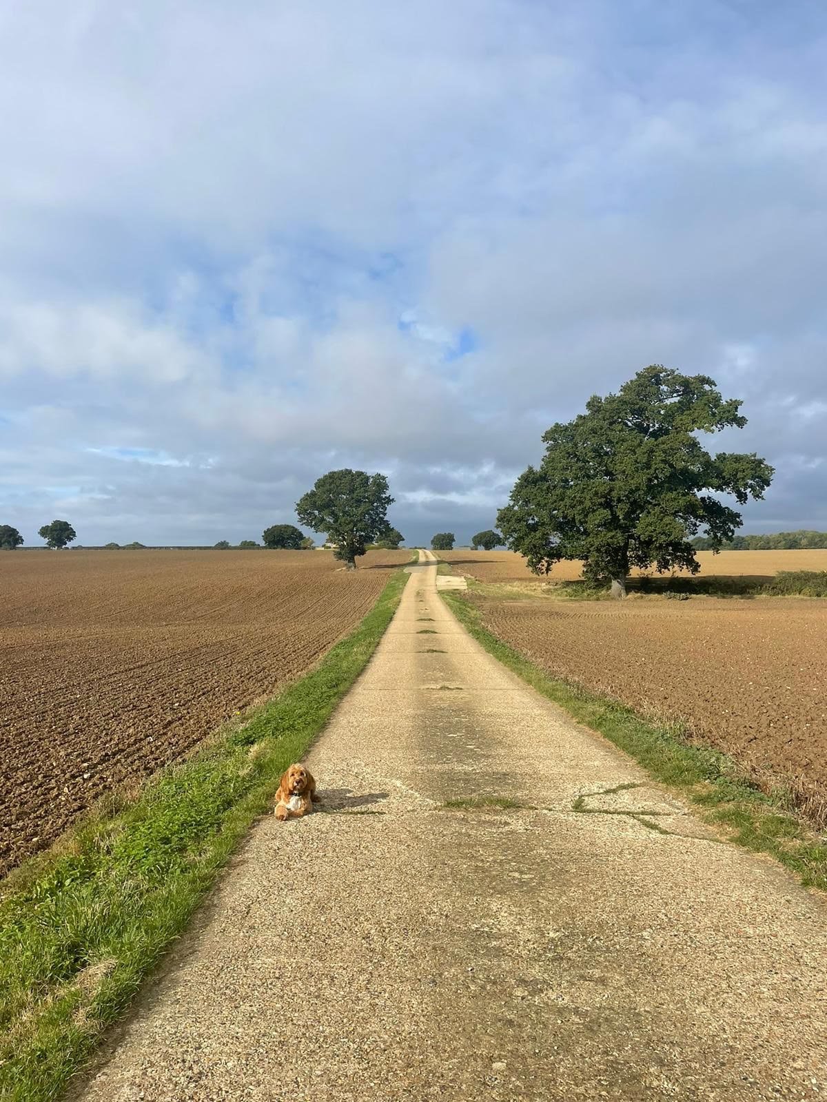 A dog resting on a long farm track through open fields